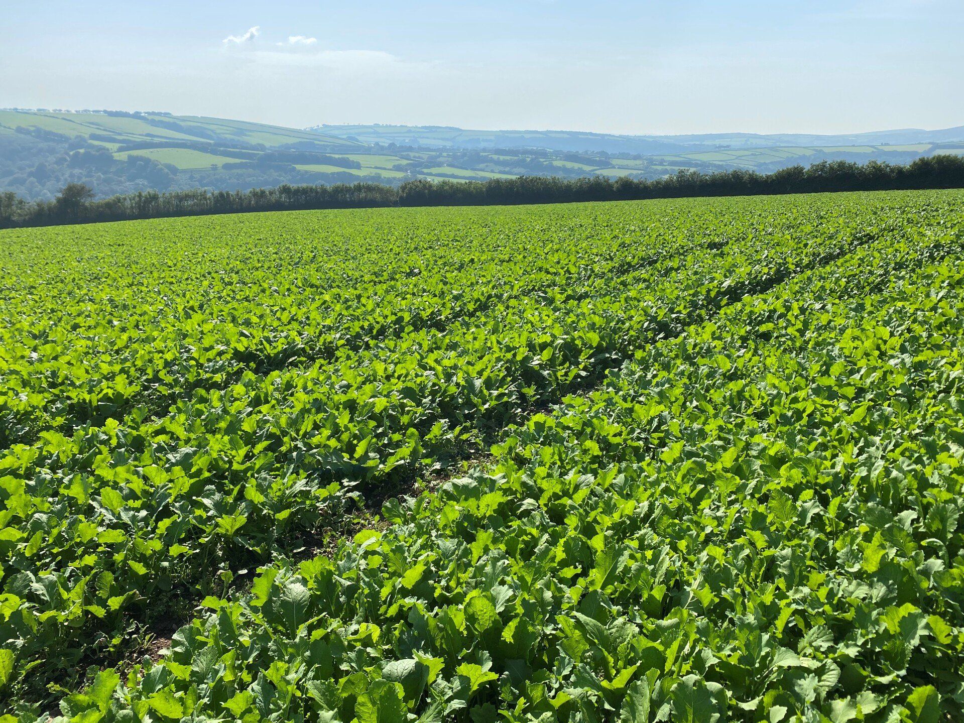 a field of green plants with hills in the background