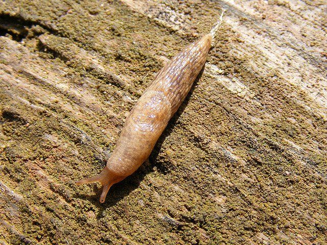 a slug is crawling on a piece of wood .