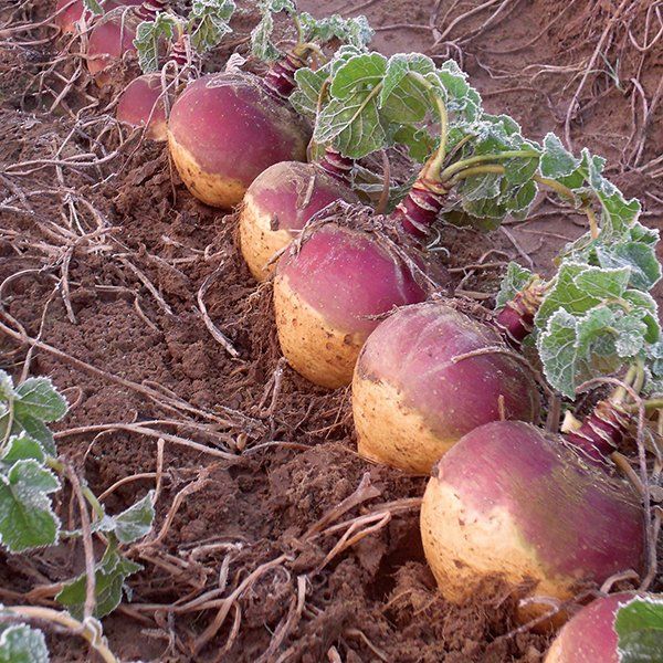 a bunch of beets are growing in the dirt