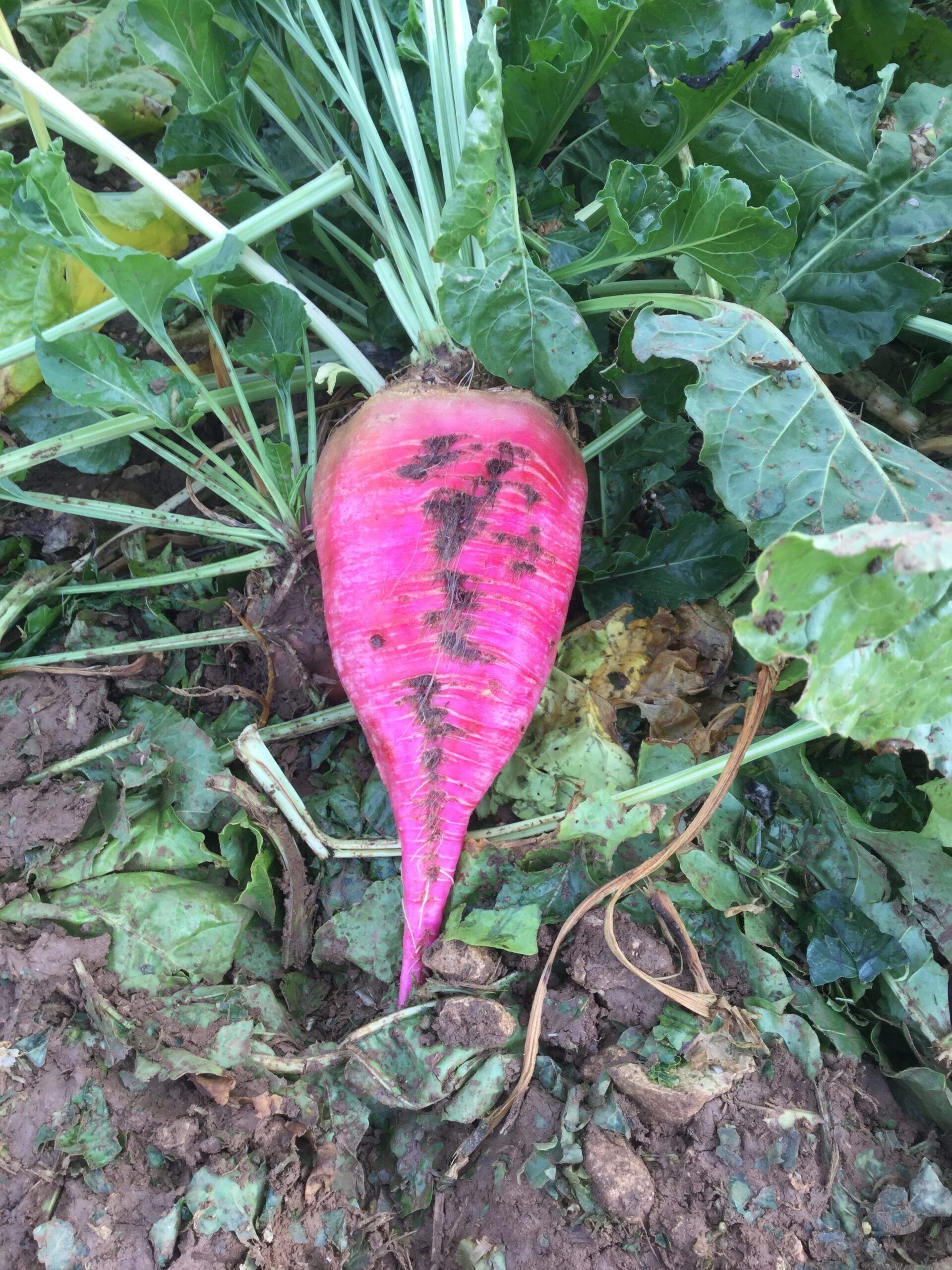 a large pink beet is growing in the dirt