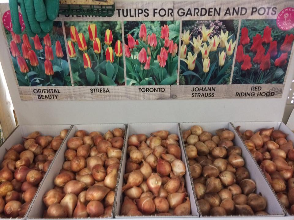 a display of different types of tulips for garden and pots