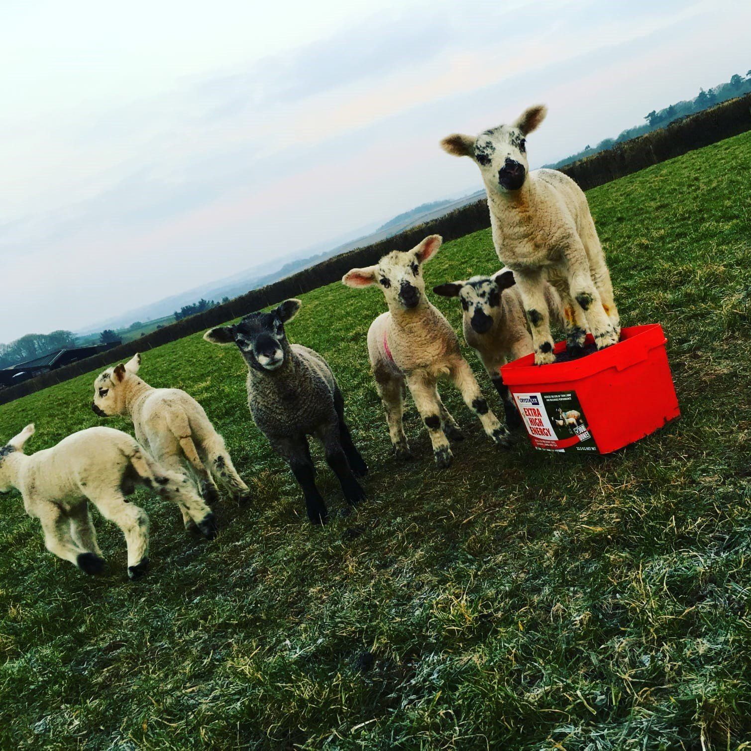 a group of sheep standing next to a red box that says sheep food