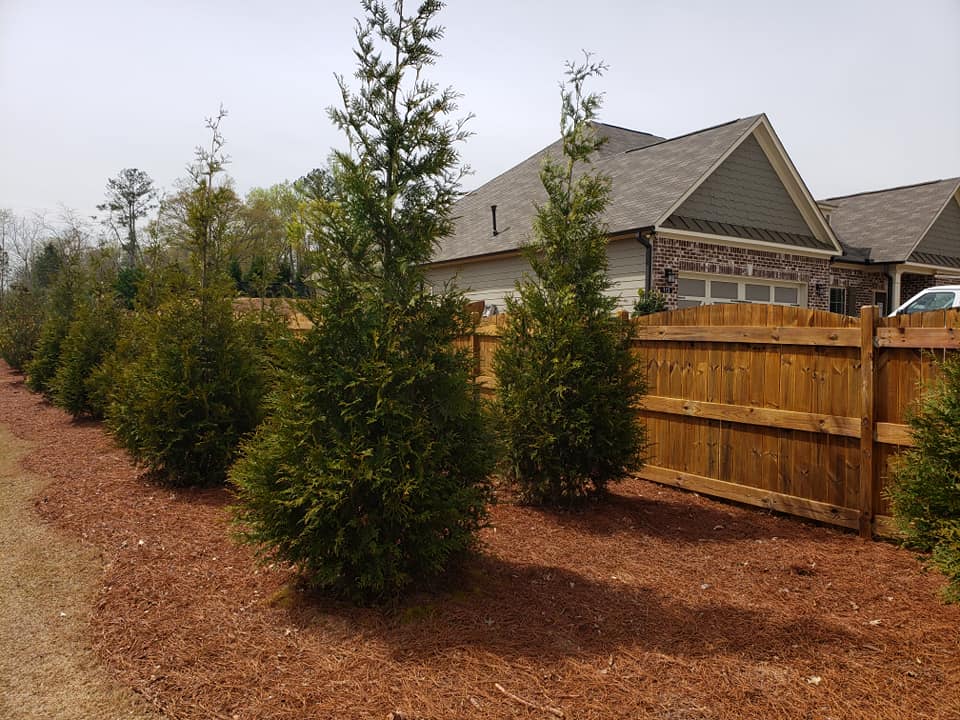 A row of young evergreen trees planted in a mulched bed along a wooden privacy fence in front of suburban houses.