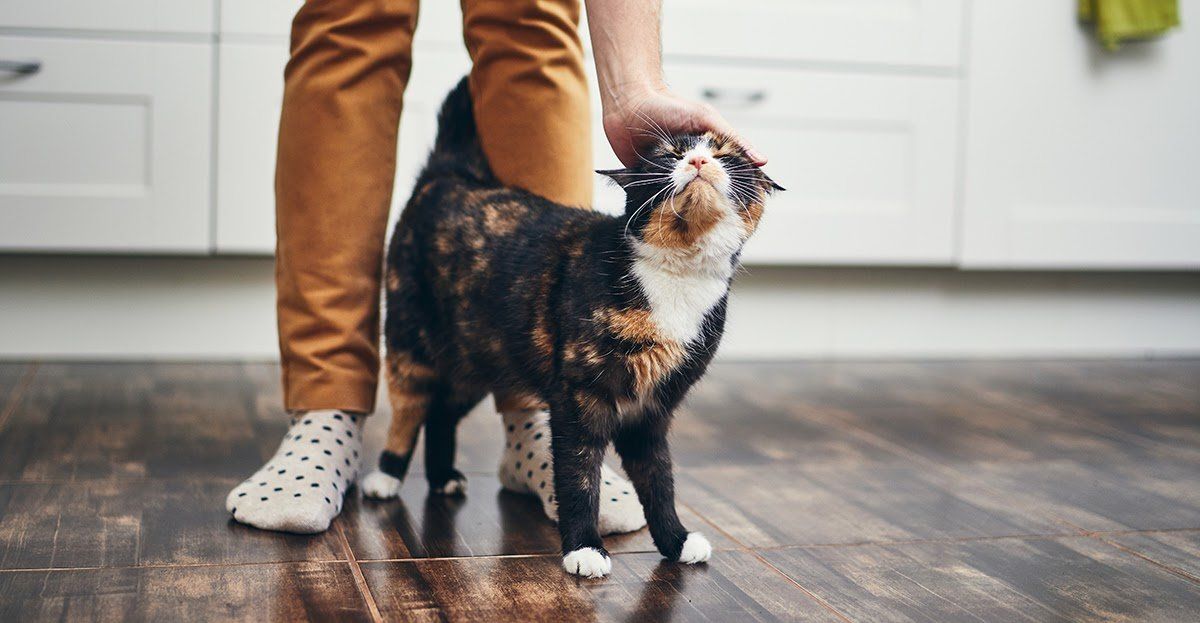 Does My Cat Have Separation Anxiety?