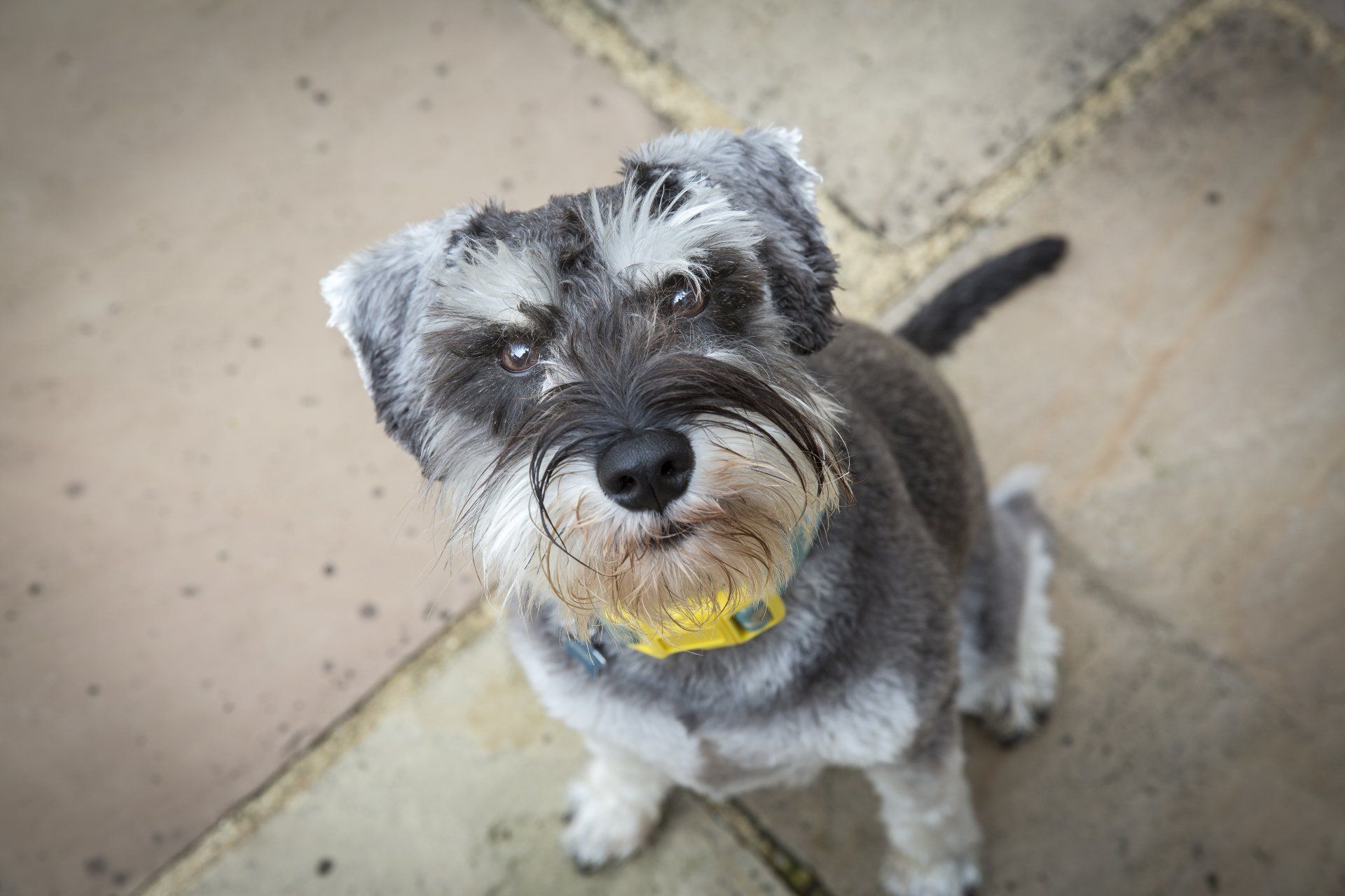 Is Your Dog Being Clingy?