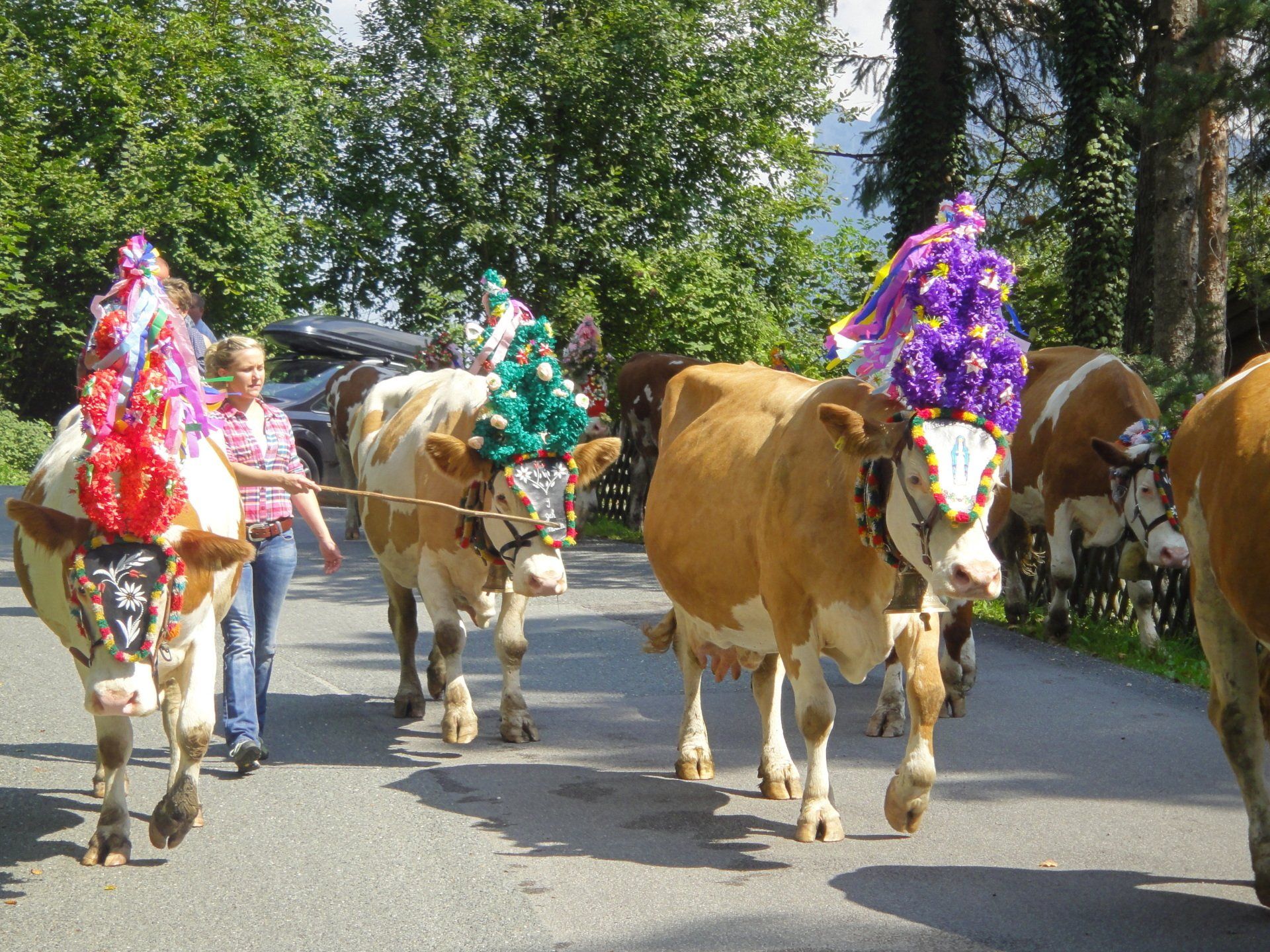 Geschmückte Kühe ziehen in einer Parade eine von Bäumen gesäumte Straße entlang.