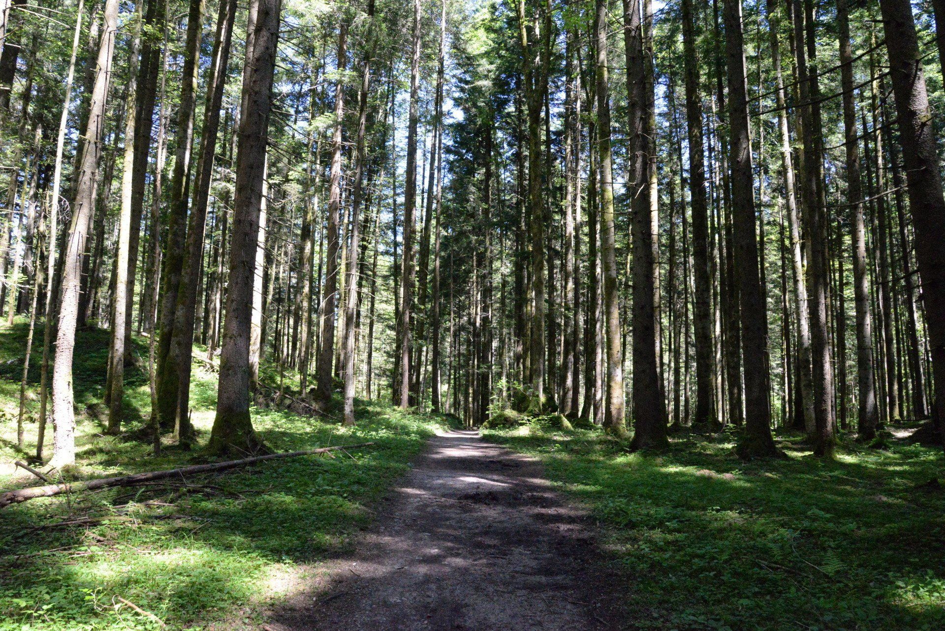 Ein sonnenbeschienener Waldweg schlängelt sich durch hohe Bäume mit grünem Unterholz.