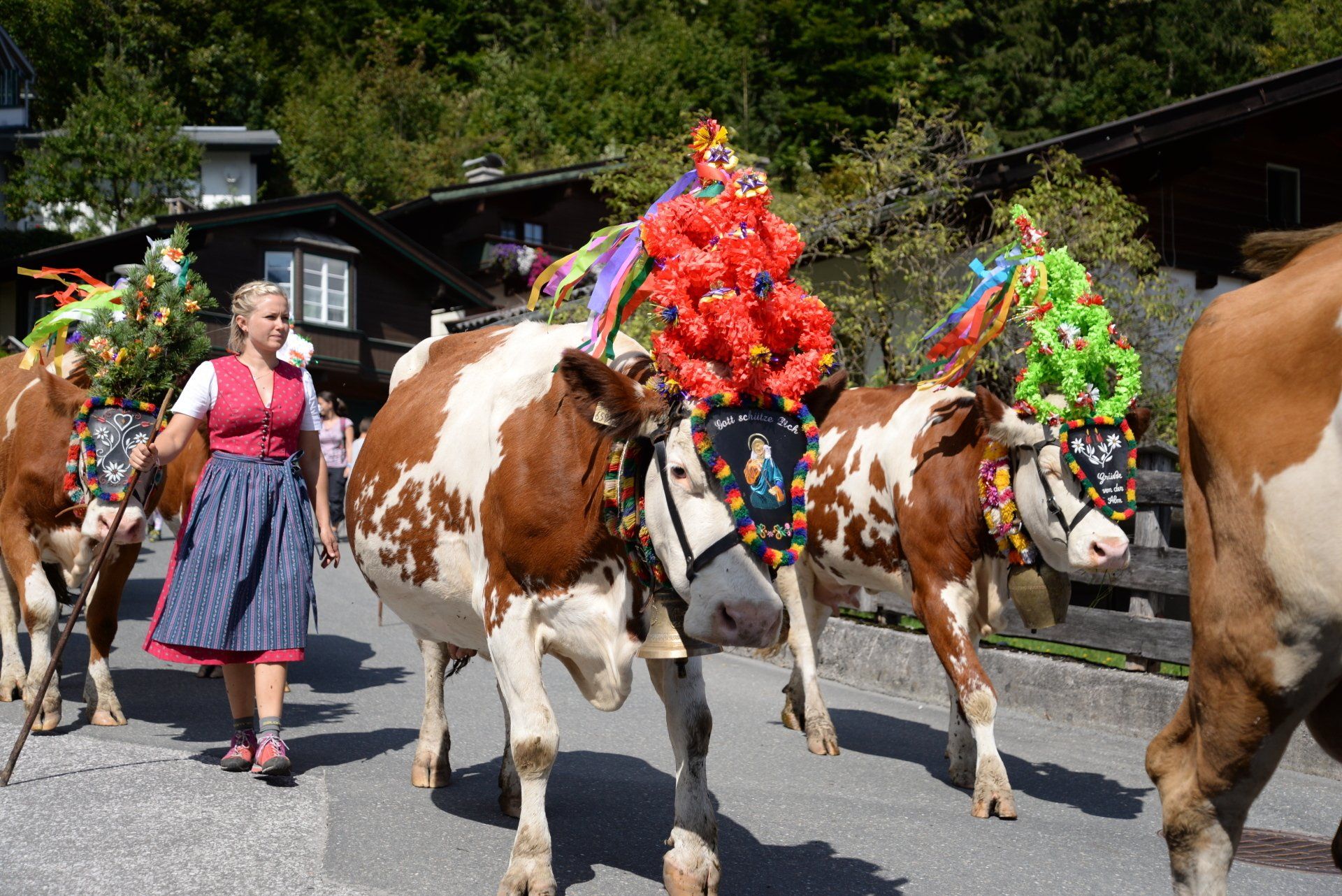 Geschmückte Kühe werden von einer Frau im Dirndl in einer Parade im Freien angeführt