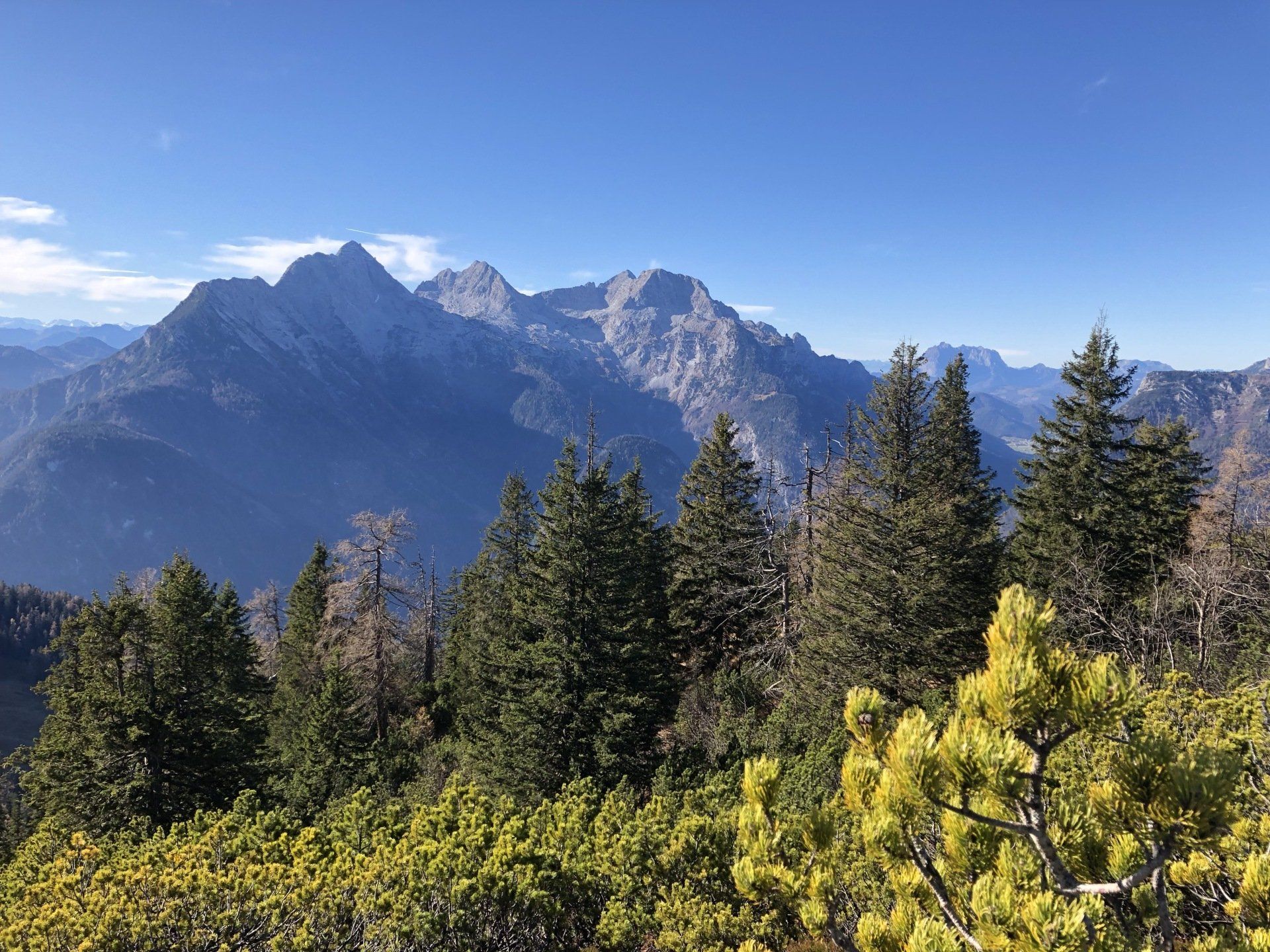 Schneebedeckte Bergkette über immergrünem Wald und gelben Sträuchern unter klarem, blauem Himmel