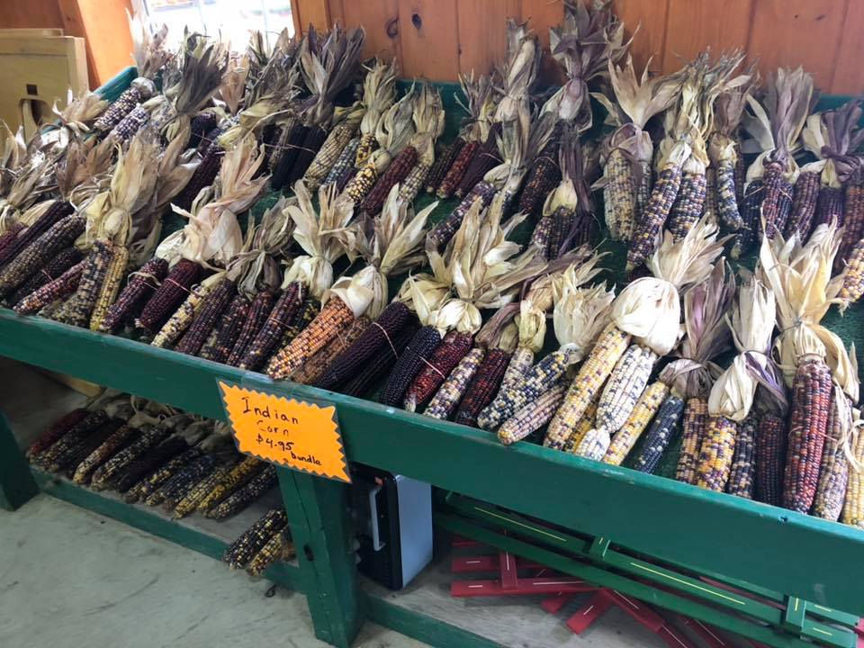 Klingel's Farm, Indian corn