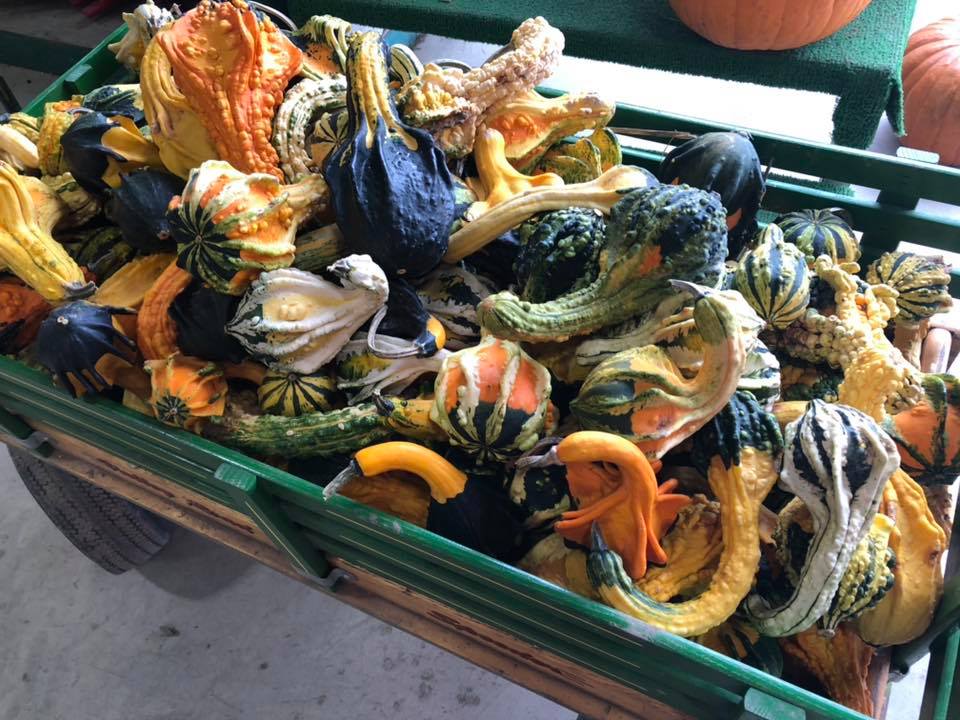 Klingel's Farm, gourds