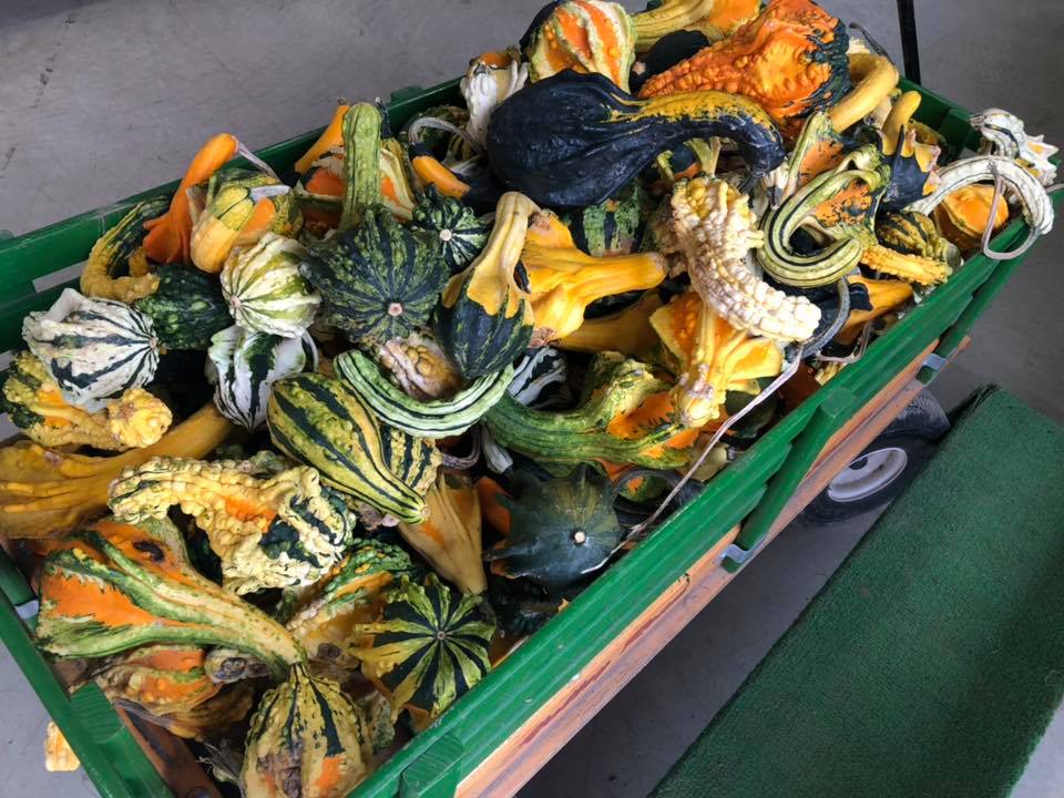 Klingel's Farm, gourds