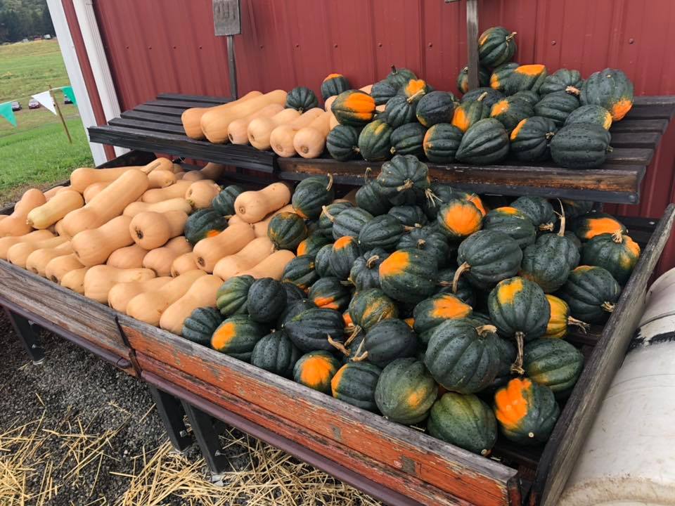 Klingel's Farm, squash