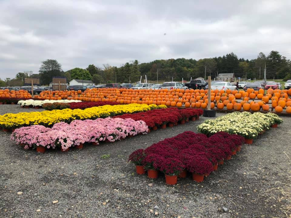 Klingel's Farm, mums