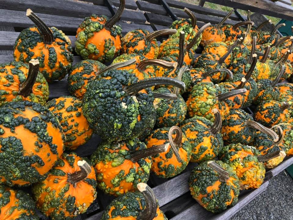 Klingel's Farm, pumpkins