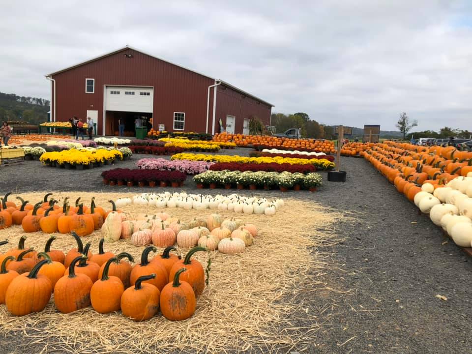 Klingel's Farm, mums, pumpkins