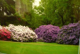 Artėja rododendrų ir azalijų žydėjimo metas