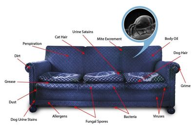 Filthy Couch Diagram — Jacksonvile, NC — Carolina Clean Care Filthy Couch Diagram — Jacksonvile, NC — Carolina Clean Care