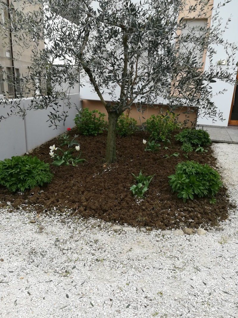 Manutenzione giardini: martino multiservizi