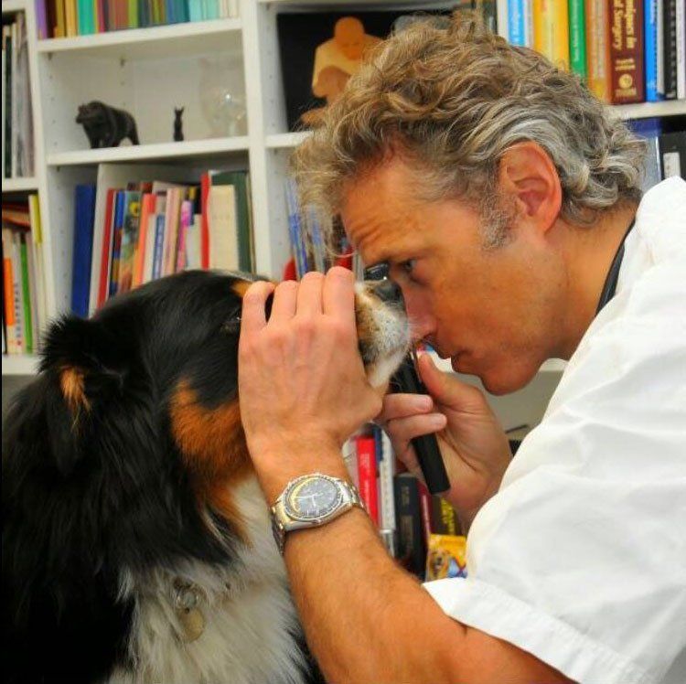 practising vet working with a dog