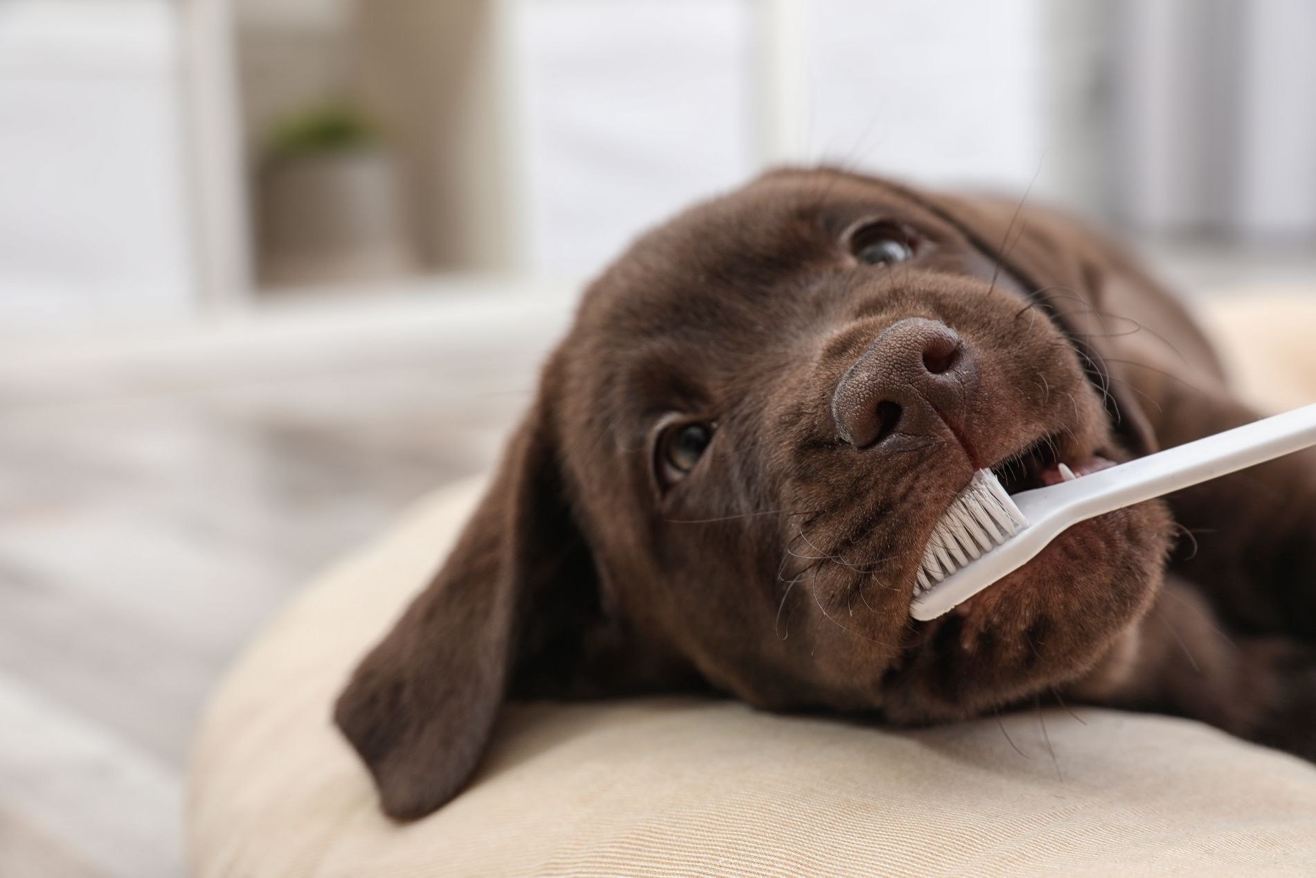 pulizia dentale cane