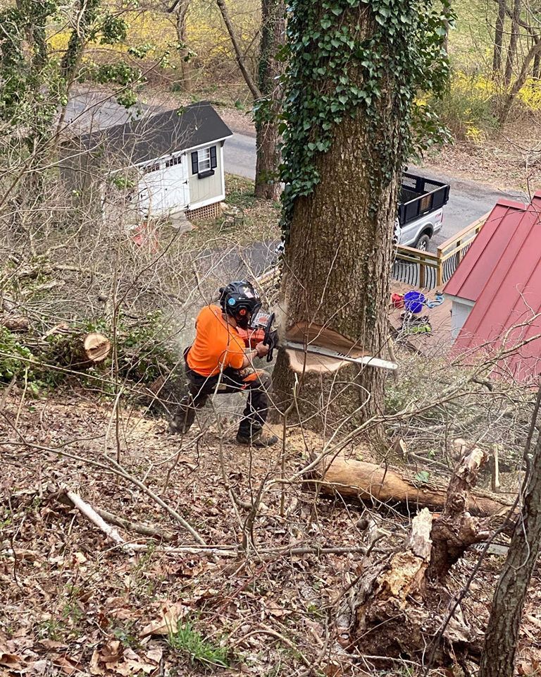 Hillside Tree Cutting Removal Hillside Tree Cut