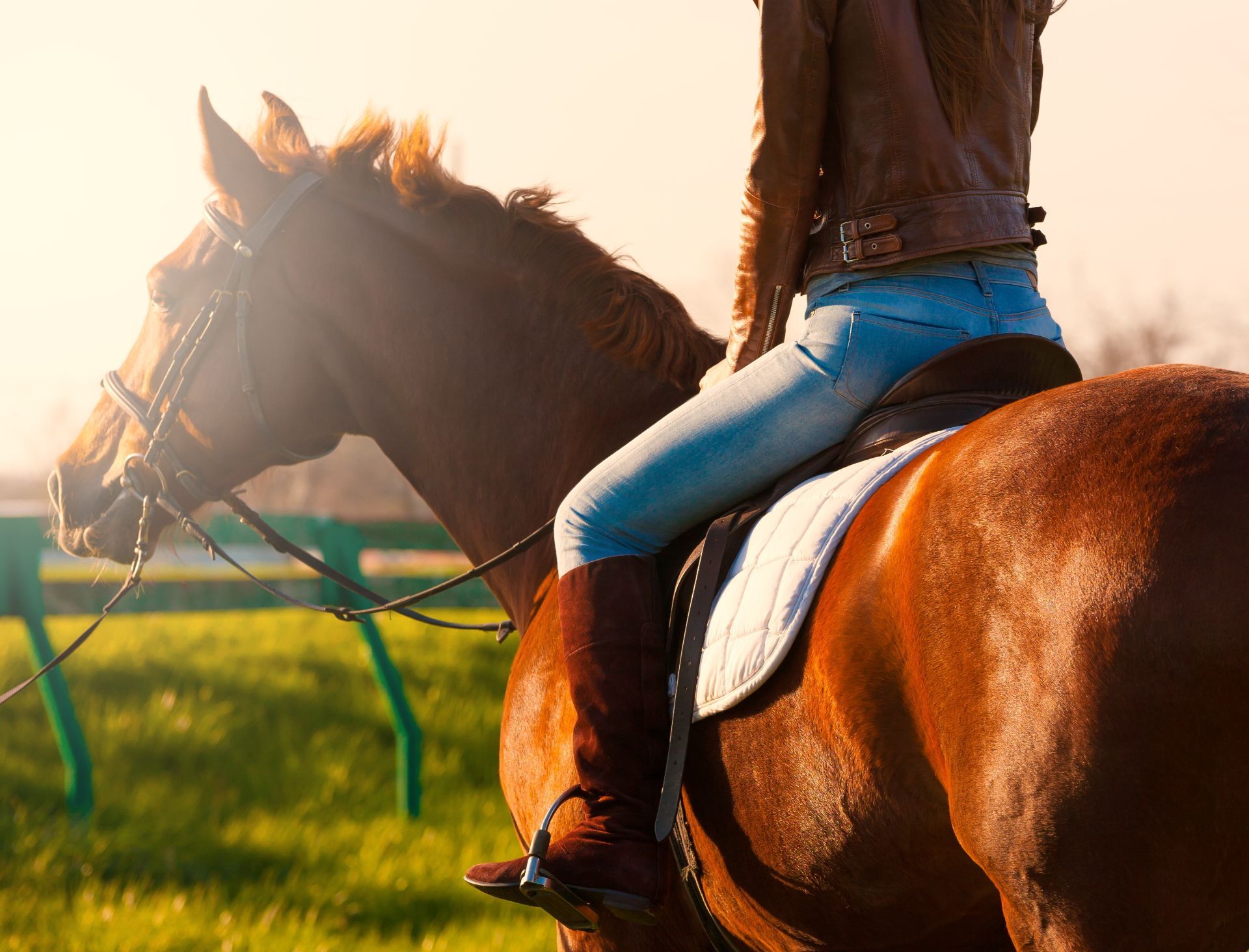 Cura del cavallo