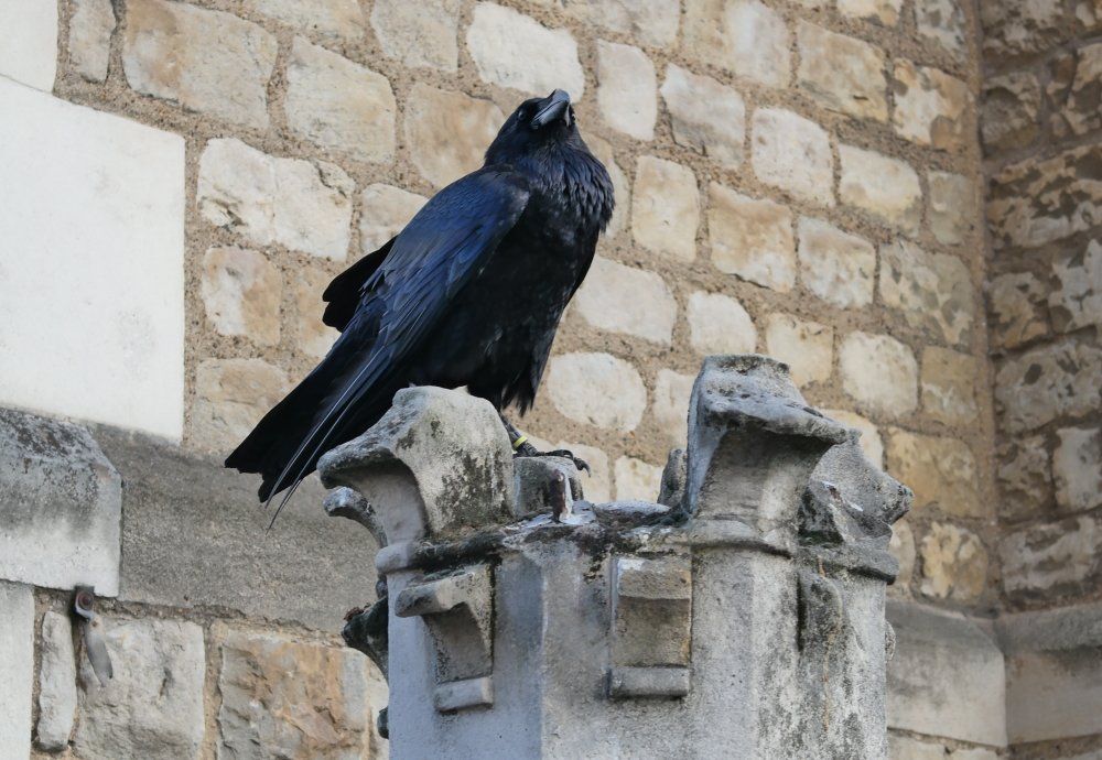 Tower Of London Raben