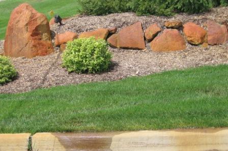 A lush green lawn with rocks and bushes in the background.