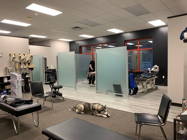 Dog at Pocono Chiropractic Clinic Rehabilitation Area — Hawley, PA — Pocono Chiropractic Clinic