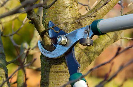 cutting the unwanted stems of a tree