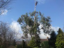 a tree surgeon climbed till the edge of the tree