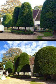Nicely shaped trees in the garden area
