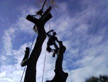 Tree surgeon climbing the tree to cut it down