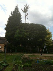 well-maintained trees outside a house