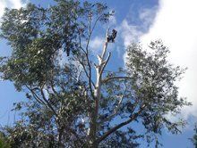 Tree care specialist removing the top of a tree