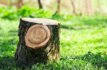 tree cutting service