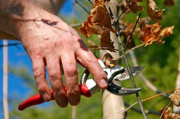cutting the dry stems of a tree