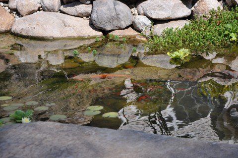Koi Closeup - Landscaping in Dulles, VA