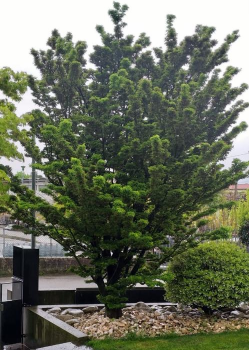 Acer Giapponese Shishigashira