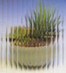 Reed Glass