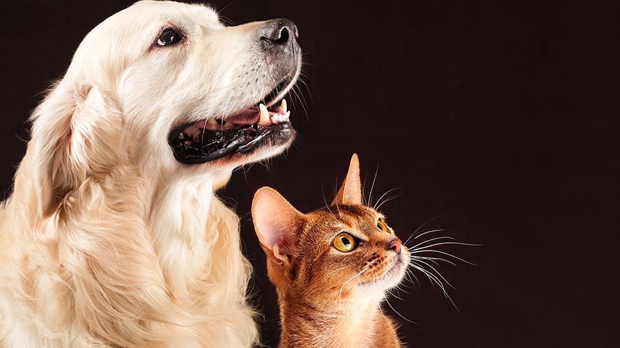 Pet Care