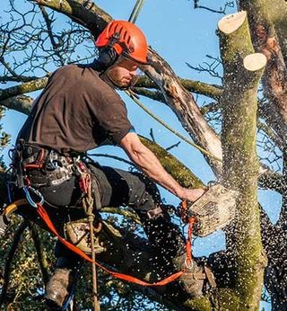 Arborist Cutting Tree — Tree Services in Greenwich, CT Arborist Cutting Tree — Tree Services in Greenwich, CT