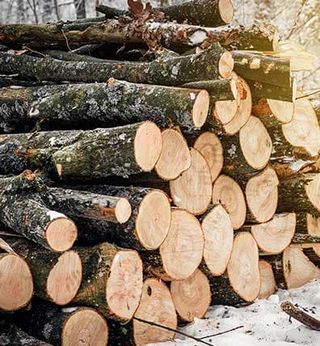 Stacked Tree Trunks — Tree Services in Greenwich, CT Stacked Tree Trunks — Tree Services in Greenwich, CT