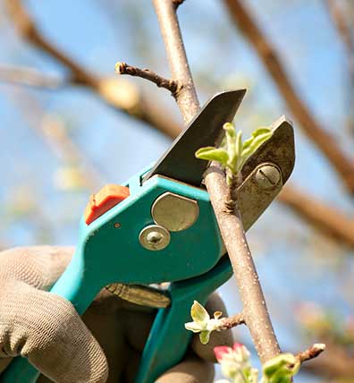 Tree Pruning — Tree Services in Greenwich, CT