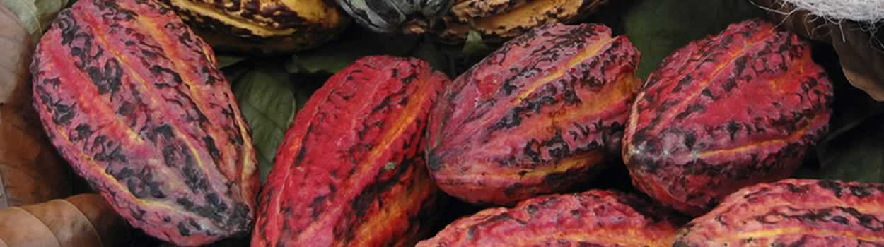 Artisan Chocolate Cacao made onsite
