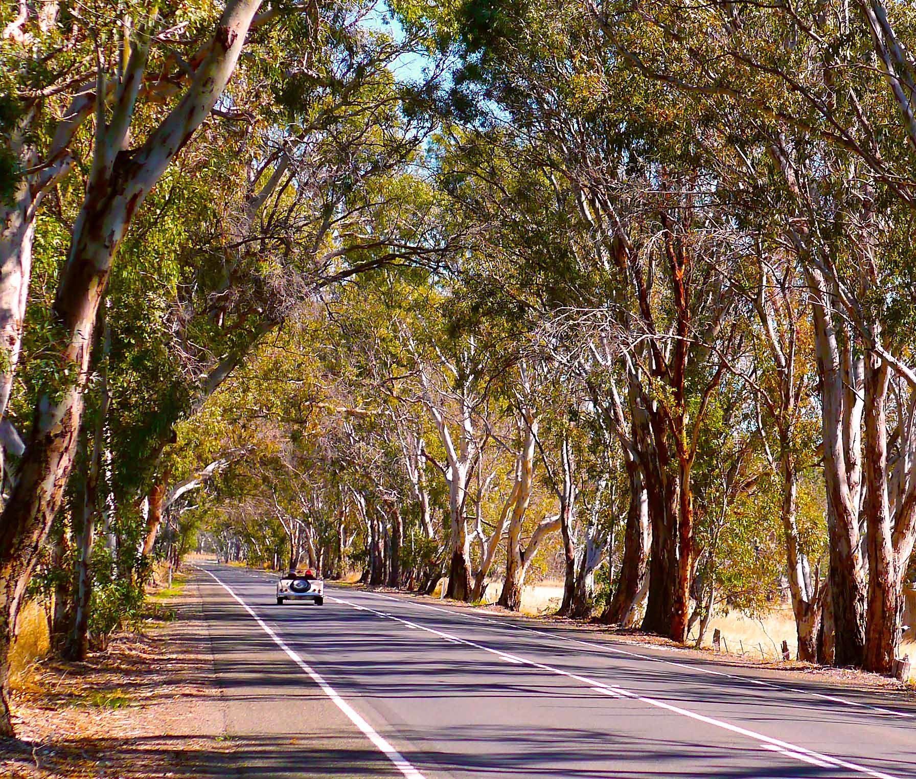 Vintage car driving along Eden Valley's tree-lined roads