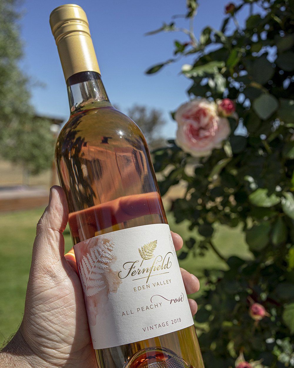 Our Cabernet Franc Rose