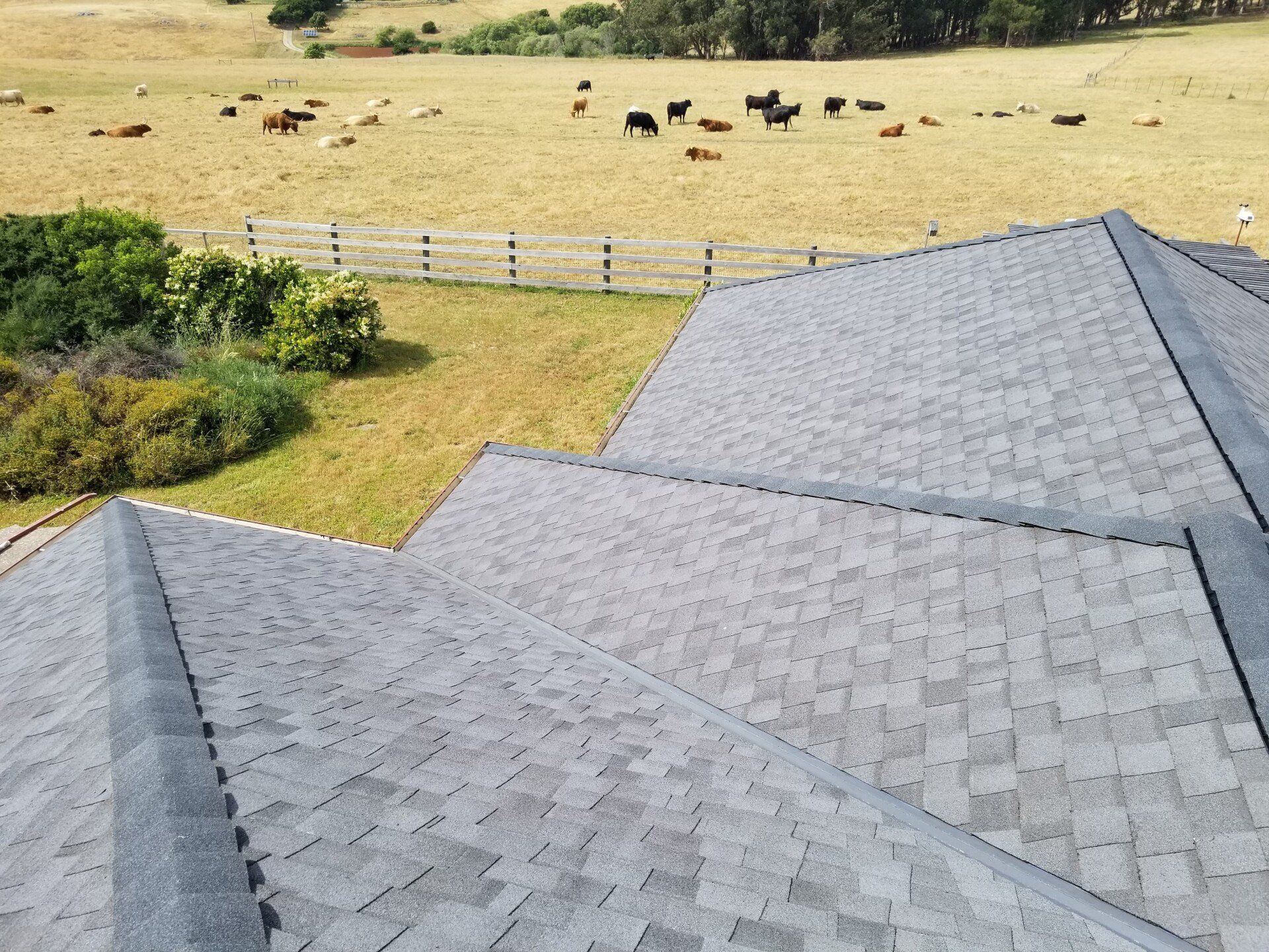 View of the Animals at the Field on Roof — Sebastapol, CA — Alpine Roofing Co