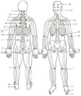 anatomy diagram